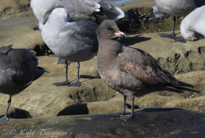 Heermann's Gull