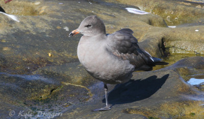 Heermann's Gull