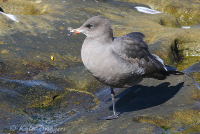 Heermann's Gull