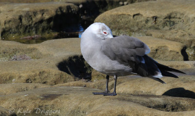 Heermann's Gull