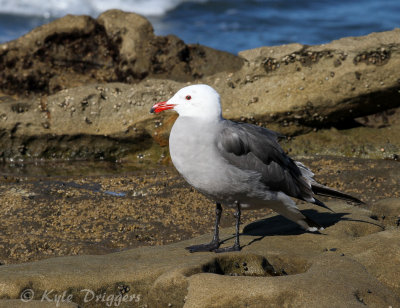 Heermann's Gull