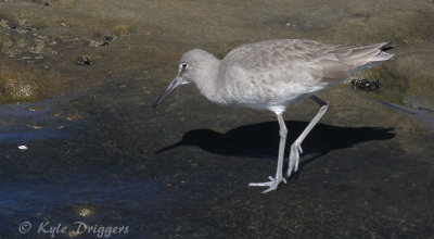 Willet