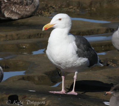 Western Gull