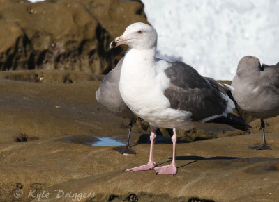 Western Gull