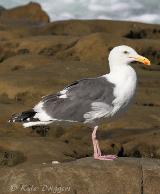 Western Gull