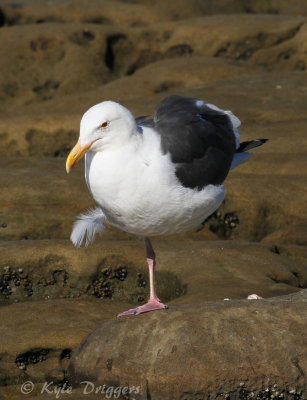 Western Gull