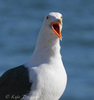 Western Gull