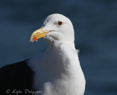 Western Gull