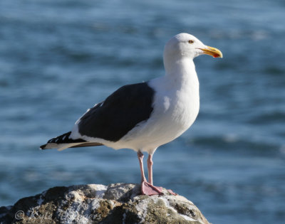 Western Gull