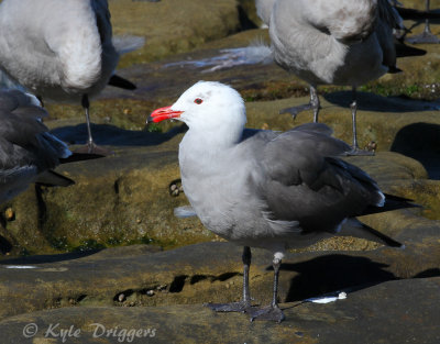 Heermann's Gull