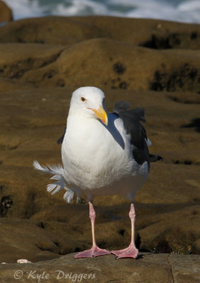 Western Gull