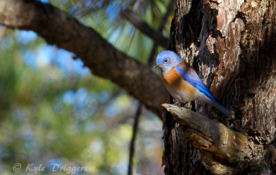 Western Bluebird