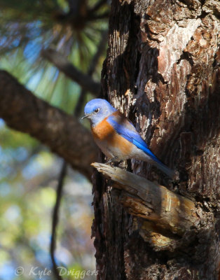 Western Bluebird