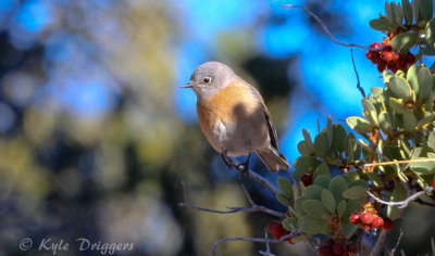 Thrushes