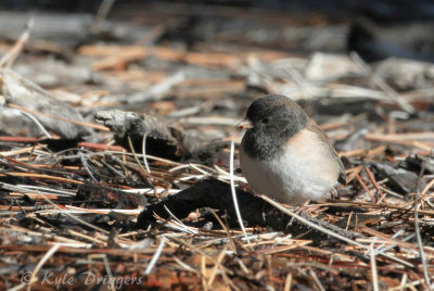 Oregon Junco