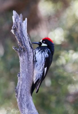 Woodpeckers
