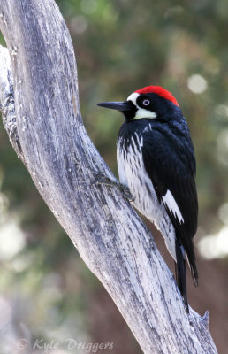 Acorn Woodpecker