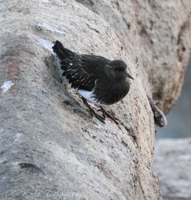 Black Turnstone
