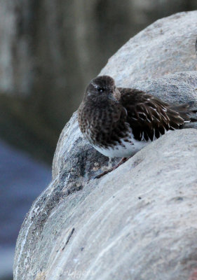 Black Turnstone