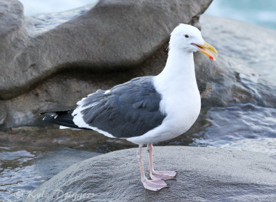 Western Gull