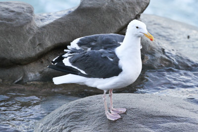 Western Gull