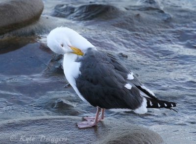 Western Gull