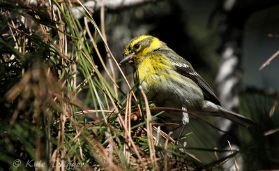 Townsend's Warbler