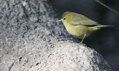 Orange-crowned Warbler