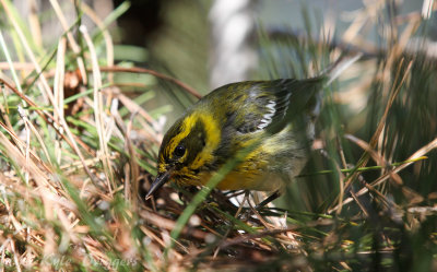 Townsend's Warbler