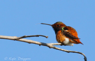 Allen's Hummingbird