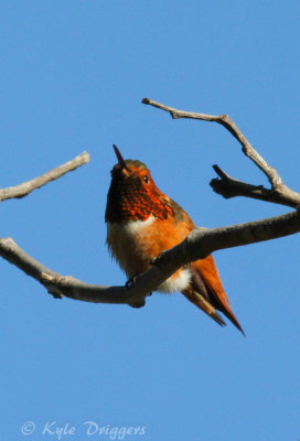 Allen's Hummingbird