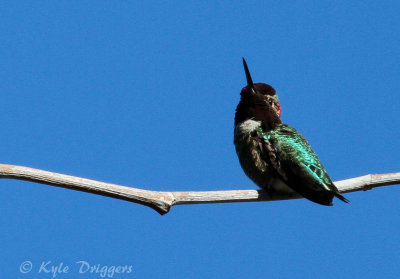 Costa's Hummingbird