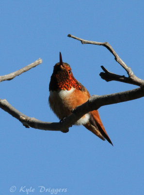 Allen's Hummingbird