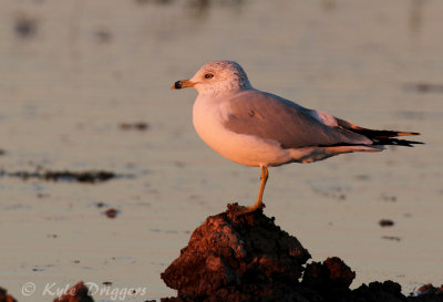 Ring-billed Gull