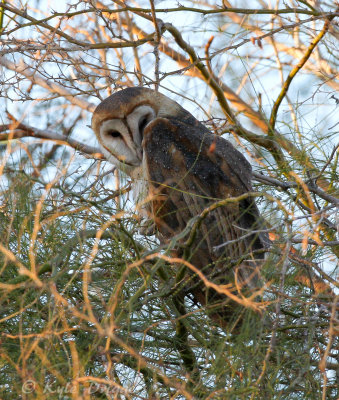 Barn Owl