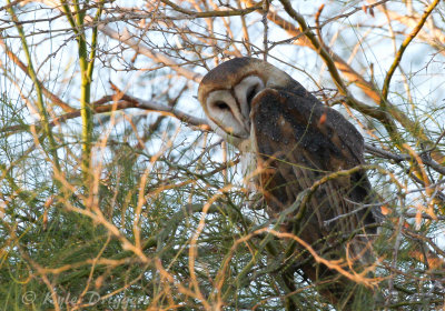 Barn Owl