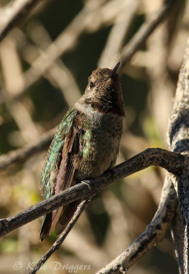 Hummingbirds