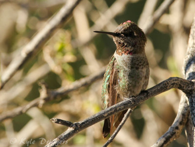 Anna's Hummingbird