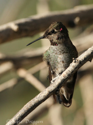 Hummingbirds
