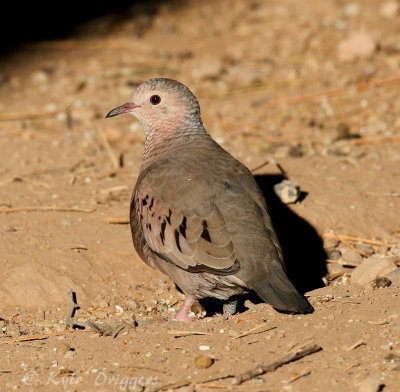 Common Ground-Dove