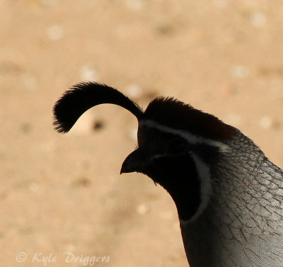 Gambel's Quail