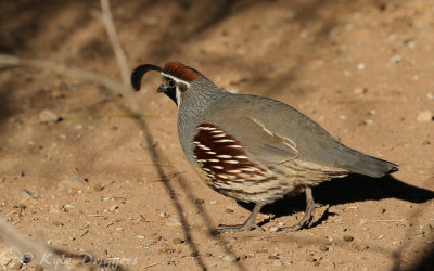 Gambel's Quail