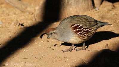 Gambel's Quail (female)