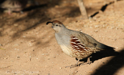 Gambel's Quail (female)