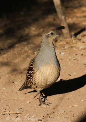 Gambel's Quail (female)