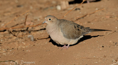 Mourning Dove