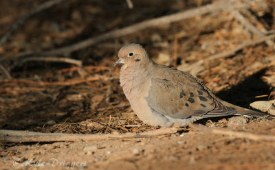Mourning Dove