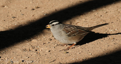 White-crowned Sparrow