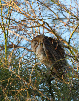 Barn Owl