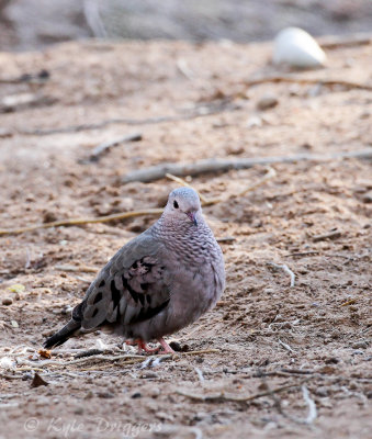 Common Ground-Dove